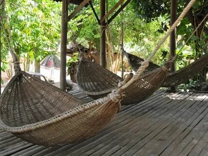 Bonobo: Nguồn Gốc Tiến Hóa Của Ngôn Ngữ Con Người?